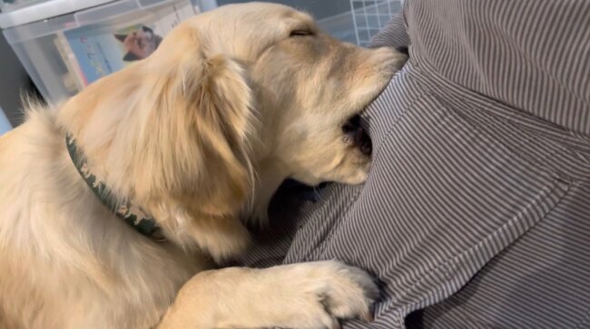 ゴールデンレトリーバー,動画