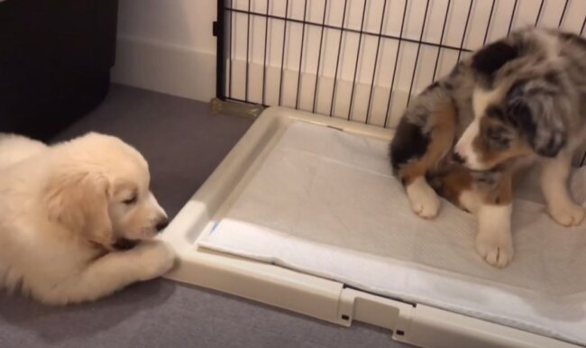 ゴールデンレトリーバー,動画