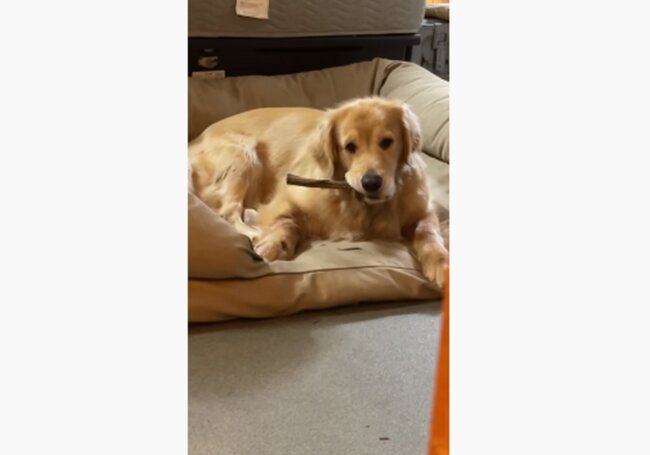 ゴールデンレトリーバー,動画