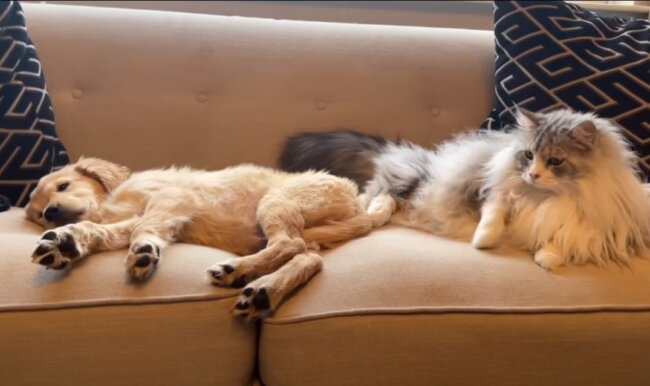 ゴールデンレトリーバー,動画