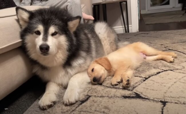 ゴールデンレトリーバー,動画