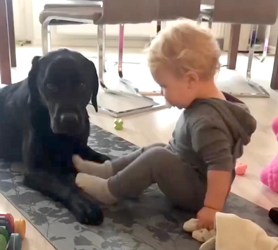 ラブラドールレトリーバー,動画