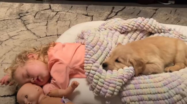 ゴールデンレトリーバー,動画