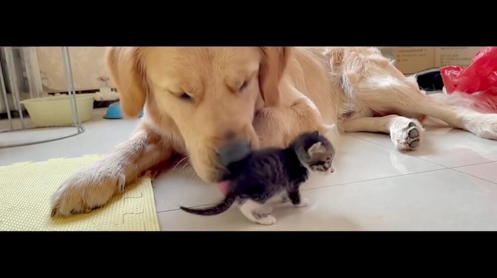 ゴールデンレトリーバー,猫,動画