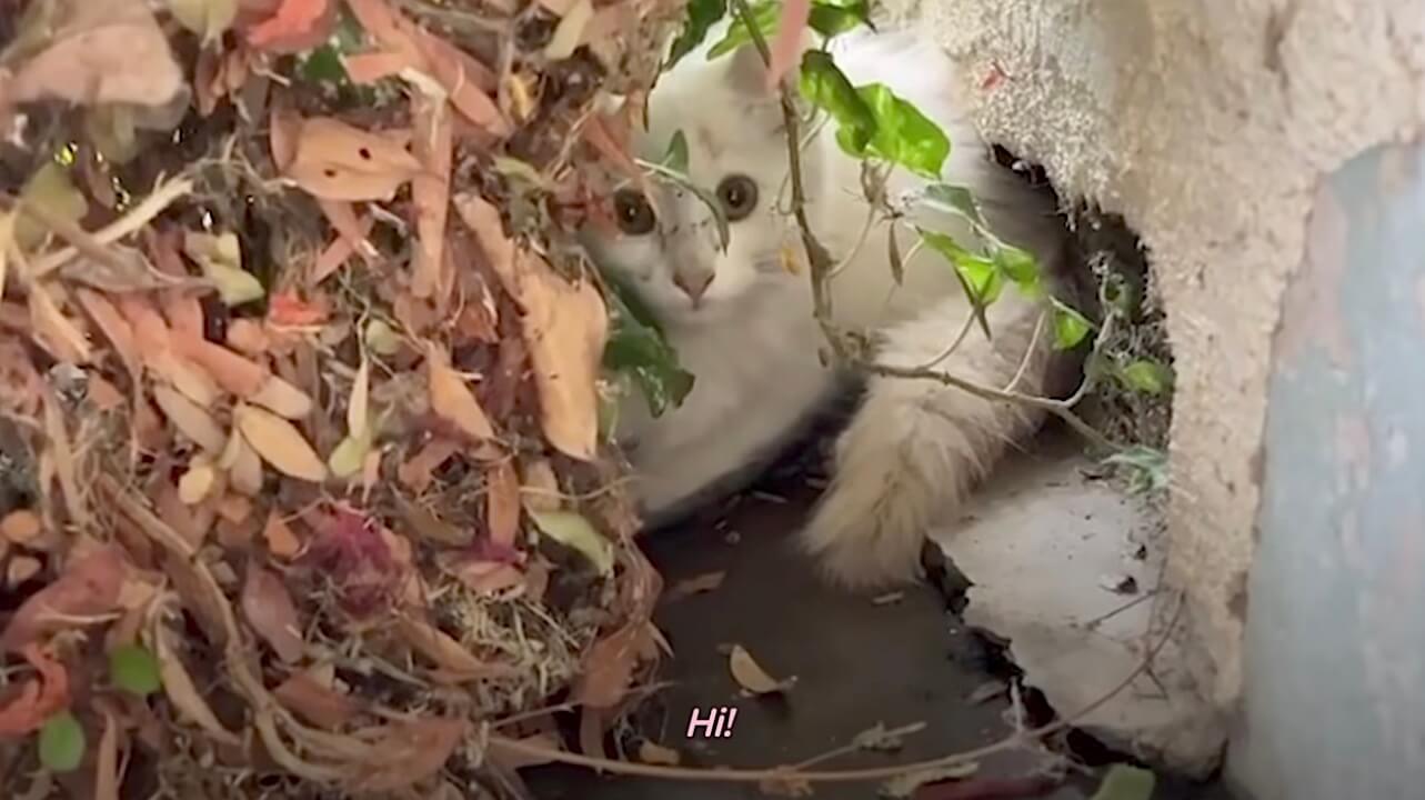 ラブラドールレトリーバー,動画