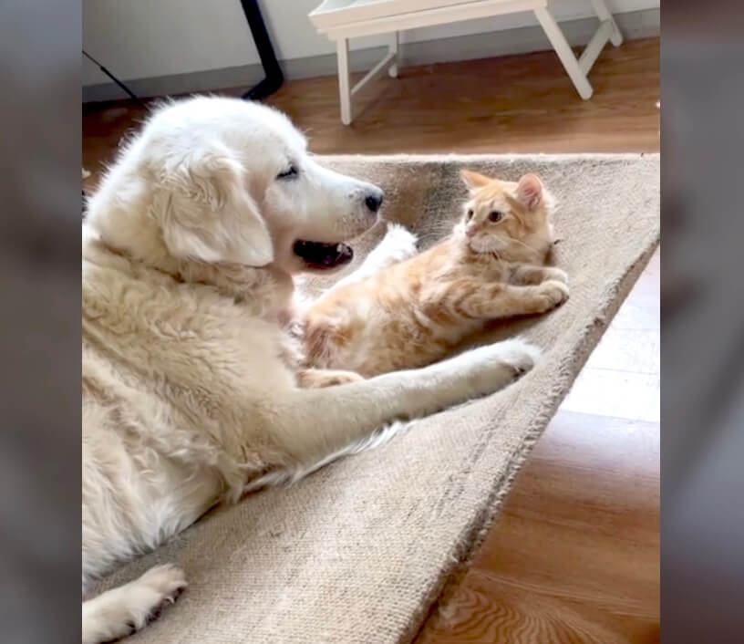 ゴールデンレトリーバー,動画