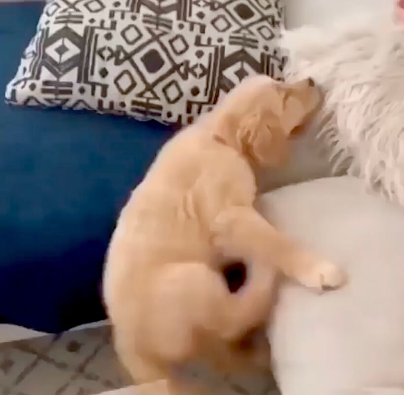 ゴールデンレトリーバー,動画