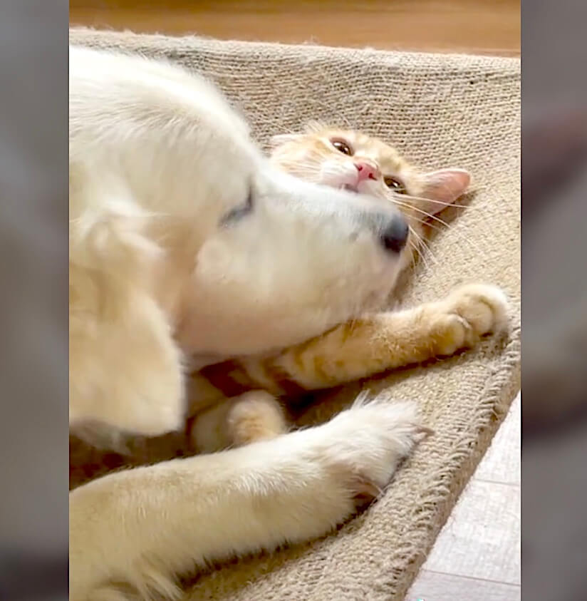 ゴールデンレトリーバー,動画