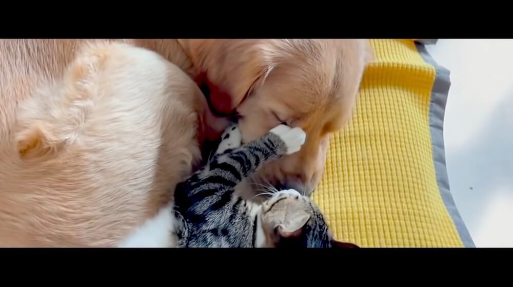 ゴールデンレトリーバー,猫,動画