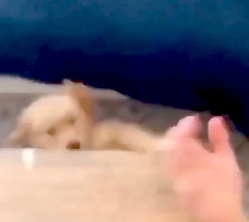 ゴールデンレトリーバー,動画