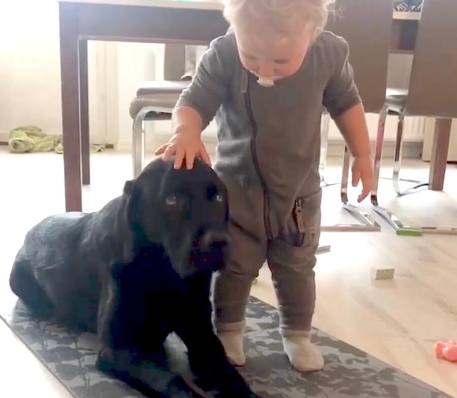 ラブラドールレトリーバー,動画