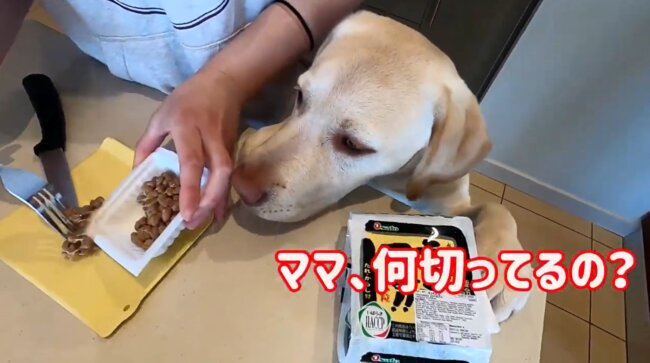 ラブラドールレトリーバー,動画