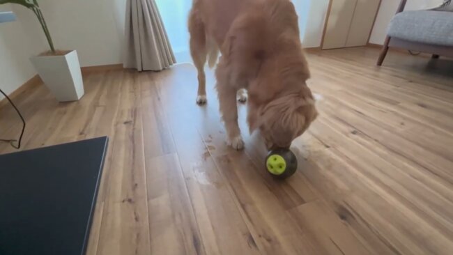 ゴールデンレトリーバー,動画