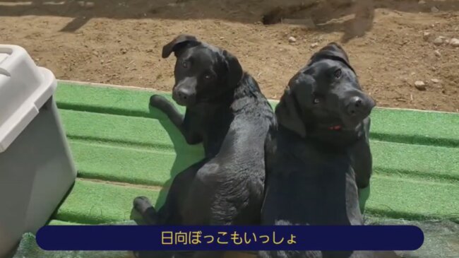 ラブラドールレトリーバー,動画