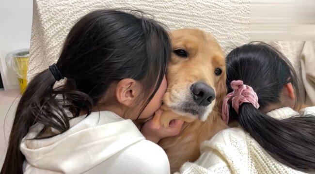 ゴールデンレトリーバー,動画