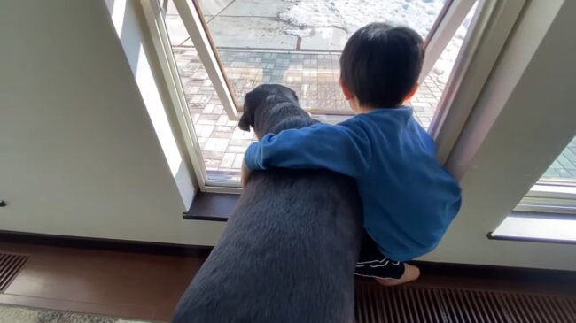 ラブラドールレトリーバー,動画