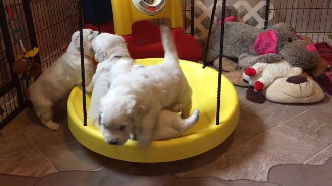 ゴールデンレトリーバー,動画