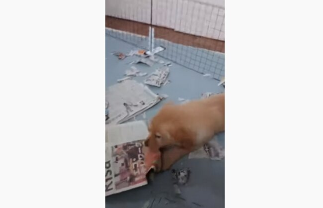 ゴールデンレトリーバー,動画