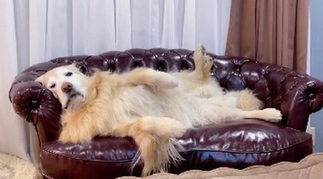 ゴールデンレトリーバー,動画