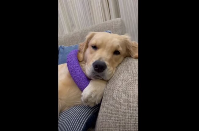 ゴールデンレトリーバー,動画