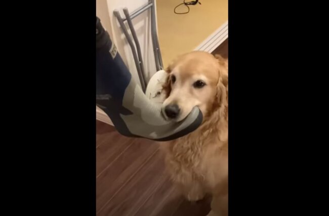 ゴールデンレトリーバー,動画