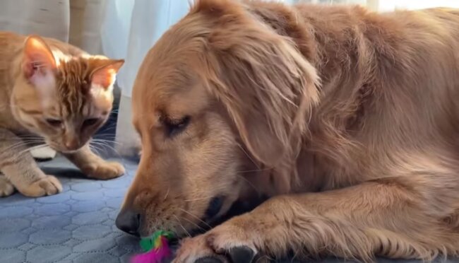 ゴールデンレトリーバー,動画