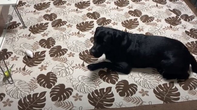 ラブラドールレトリーバー,動画