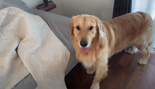 ゴールデンレトリーバー,動画