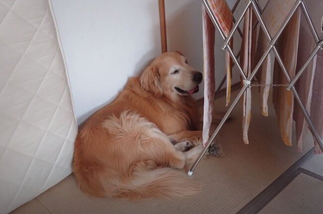 ゴールデンレトリーバー,動画