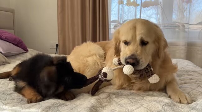 ゴールデンレトリーバー,動画