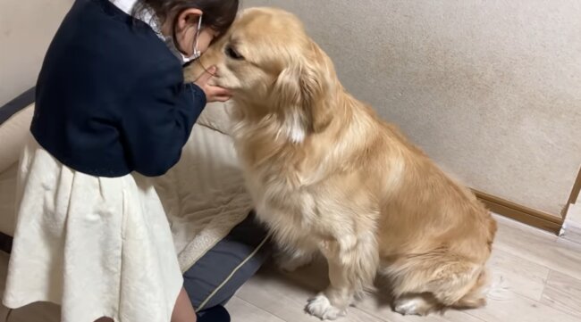 ゴールデンレトリーバー,動画