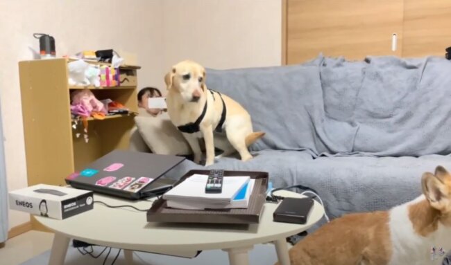 ラブラドールレトリーバー,動画