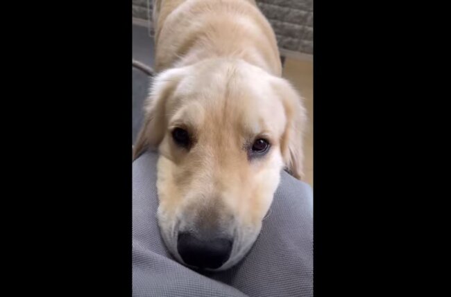 ゴールデンレトリーバー,動画