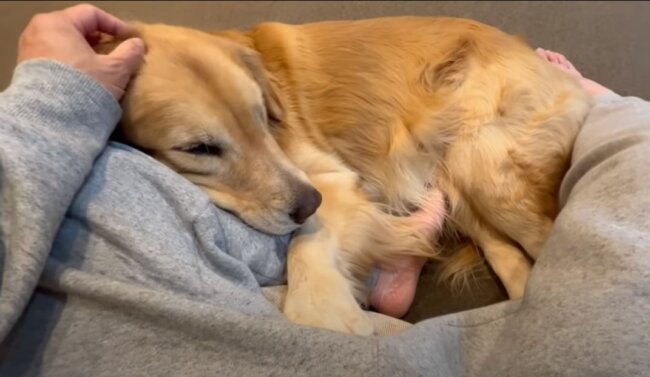 ゴールデンレトリーバー,動画