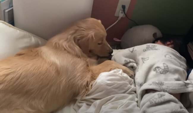 ゴールデンレトリーバー,動画