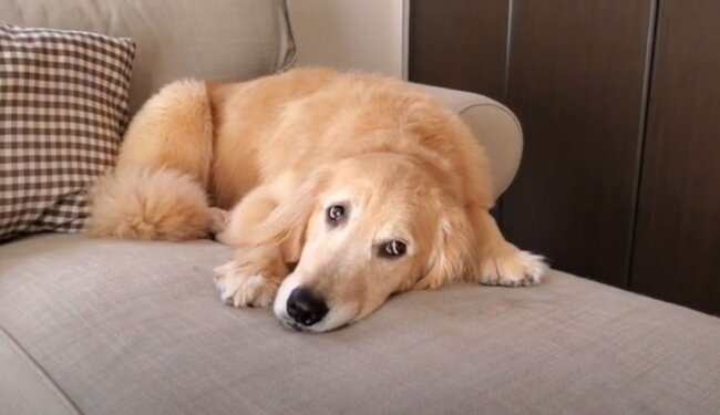 ゴールデンレトリーバー,動画