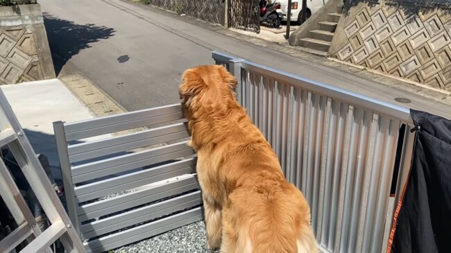 ゴールデンレトリーバー,動画