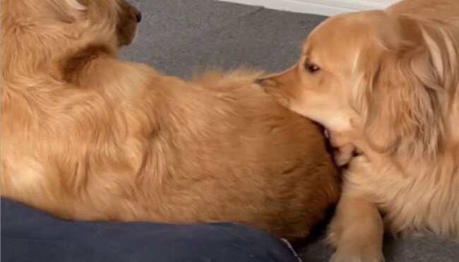 ゴールデンレトリーバー,動画