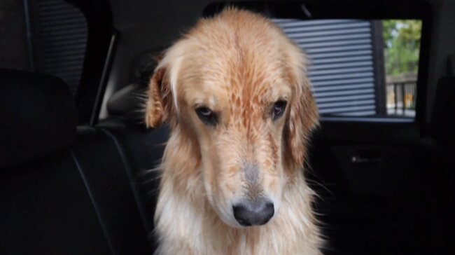 ゴールデンレトリーバー,動画