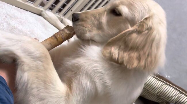 ゴールデンレトリーバー,動画