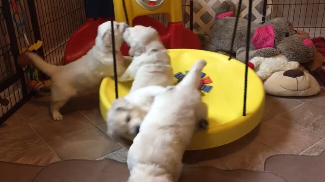 ゴールデンレトリーバー,動画