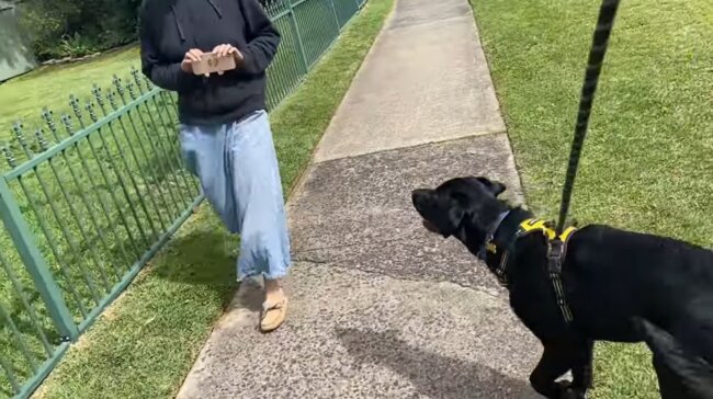 ラブラドールレトリーバー,動画