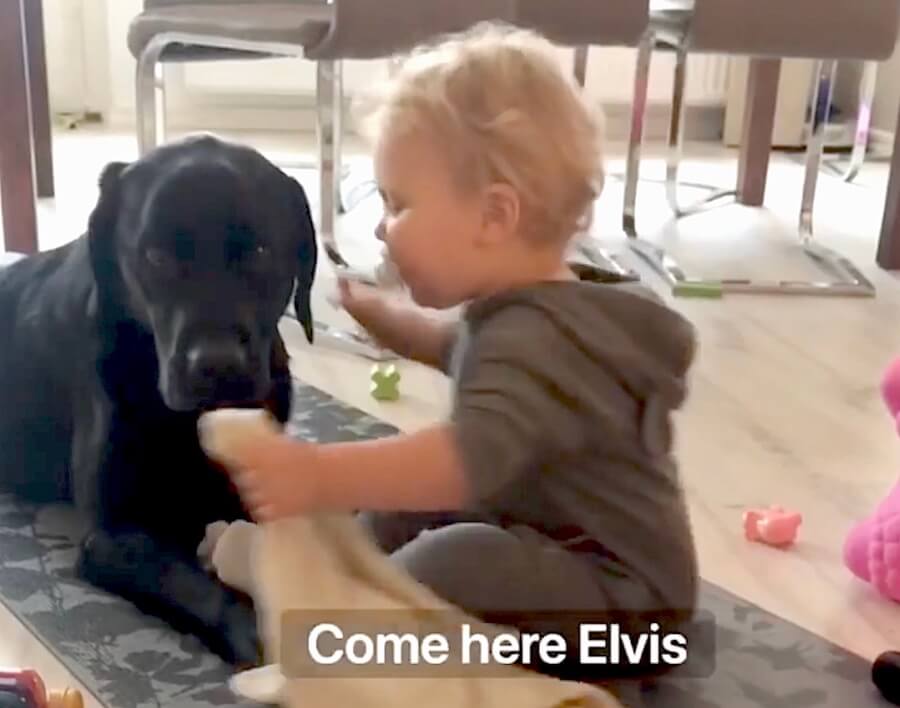 ラブラドールレトリーバー,動画