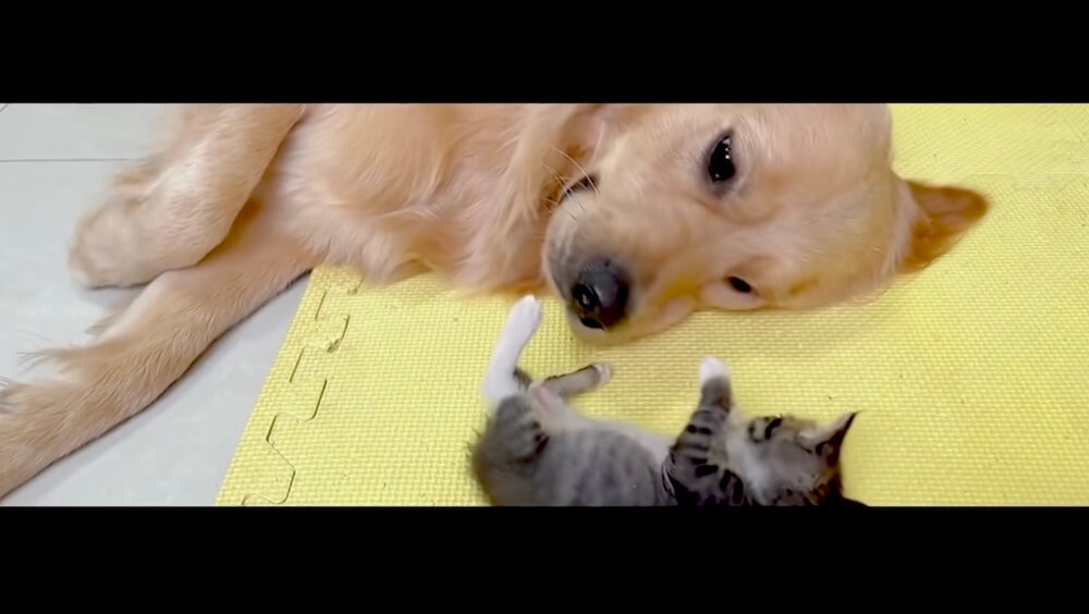 ゴールデンレトリーバー,猫,動画