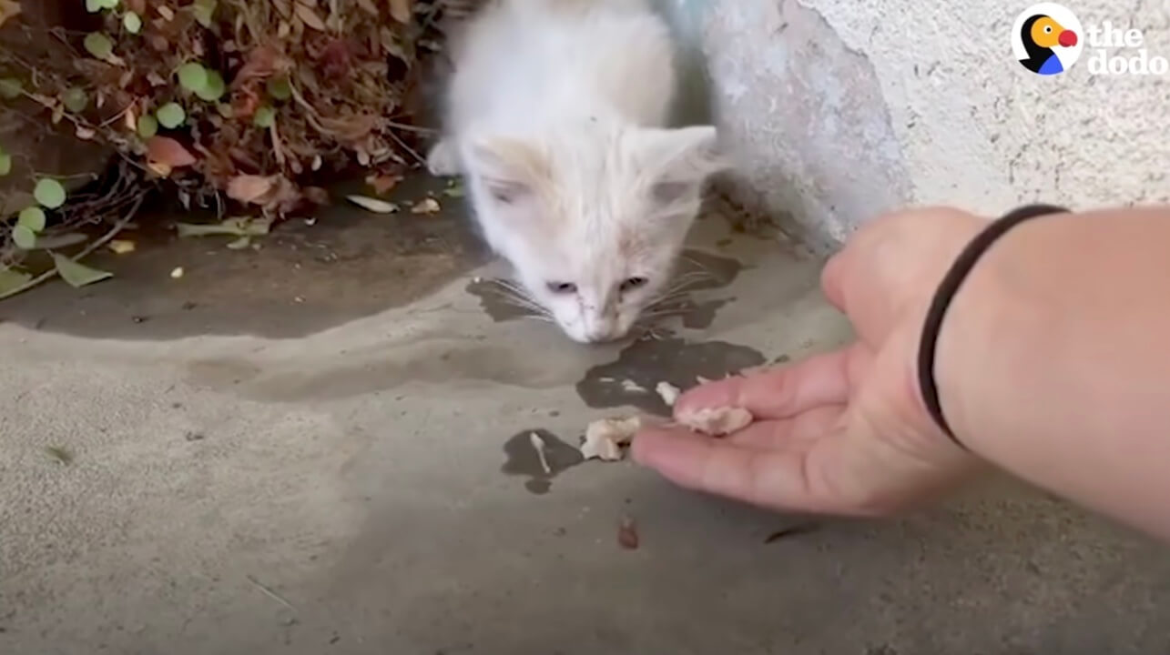 ラブラドールレトリーバー,動画