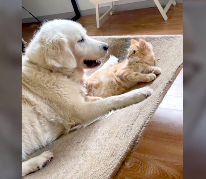 ゴールデンレトリーバー,動画