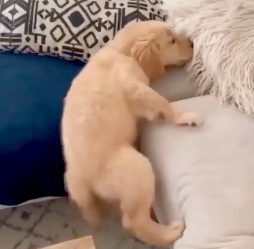 ゴールデンレトリーバー,動画