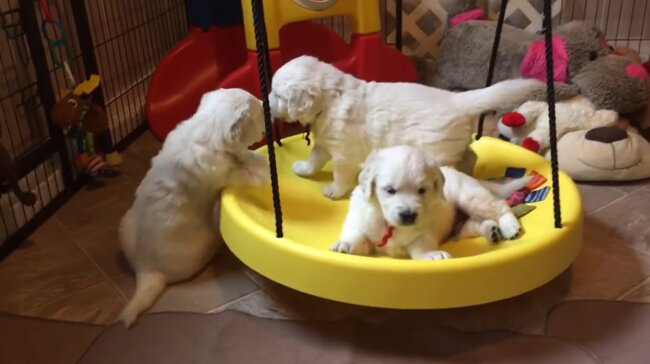 ゴールデンレトリーバー,動画