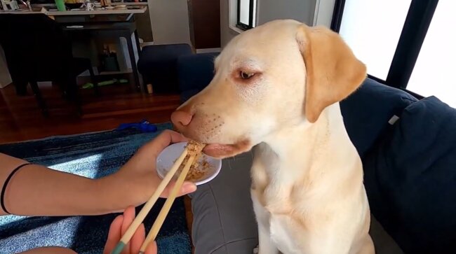 ラブラドールレトリーバー,動画