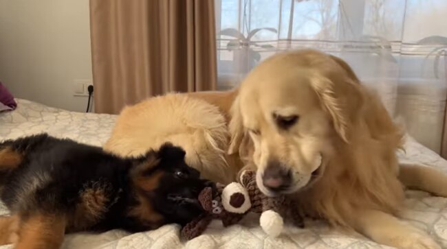 ゴールデンレトリーバー,動画